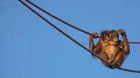 Induk dan bayi orangutan ini bikin pengunjung kebun binatang deg-degan karena aksinya (nationalzoo.si.edu)