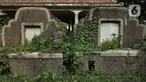 Tanaman liar merambat ke salah satu makam warga keturunan China di TPU Kebon Nanas, Jakarta, Selasa (21/1/2020). Kondisi ratusan kuburan China yang berada di TPU Kebon Nanas sangat memprihatinkan. (merdeka.com/Iqbal Nugroho)