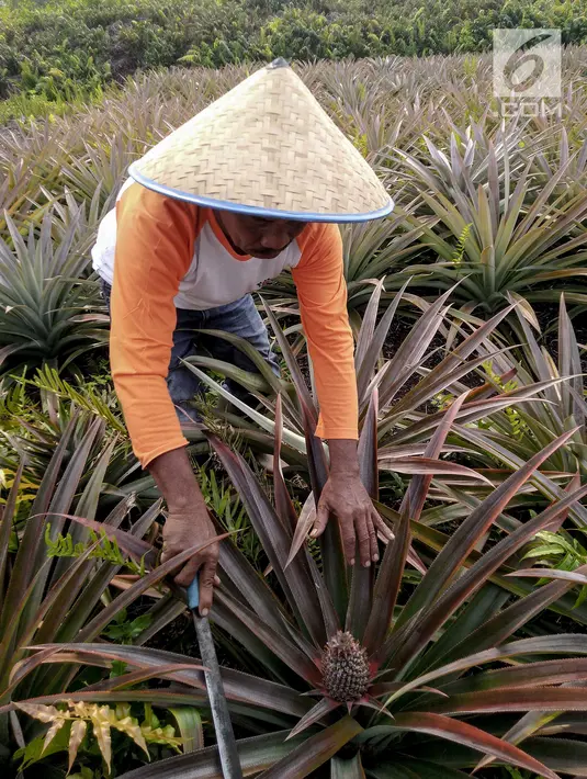 Petani yang tergabung Masyarakat Peduli Api bersama Komunitas Tani Tunas Makmur memetik nanas di Sei Pakning, Bengkalis, Riau, Rabu (11/9/2019). Pertamina RU II Production Sei Pakning membangun pola kemitraan dan pembinaan dengan program CSR bersama petani gambut. (Liputan6.com/Faizal Fanani)