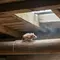 Cara Mengusir Tikus di Plafon Rumah yang Ampuh dan Aman Tanpa Bongkar Atap