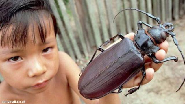 Misteri Kumbang Terbesar Di Dunia Pensil Pun Bisa Ia Patahkan Global Liputan6 Com