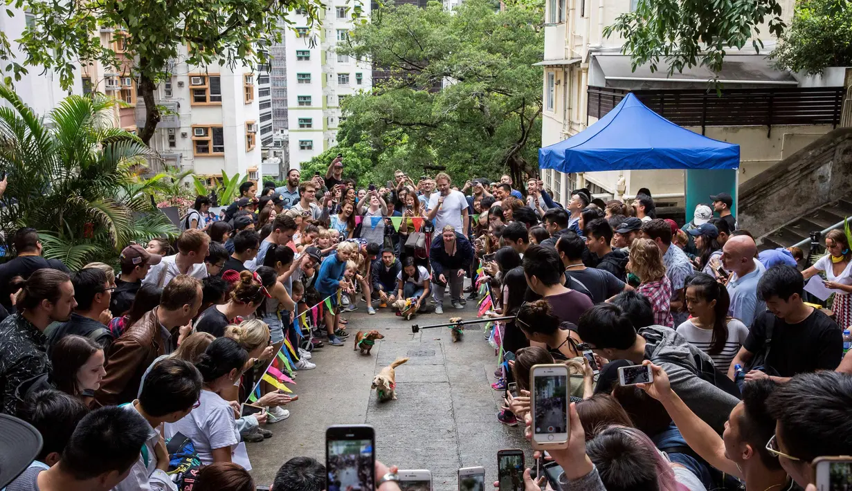 Suasana perlombaan di "HK Doggie Dash 2018" di Hong Kong (15/4). Puluhan anjing pugs dan dachshund memberi keterampilan berlari dengan penuh semangat di perlombaan tersebut. (AFP Photo/Isaac Lawrence)