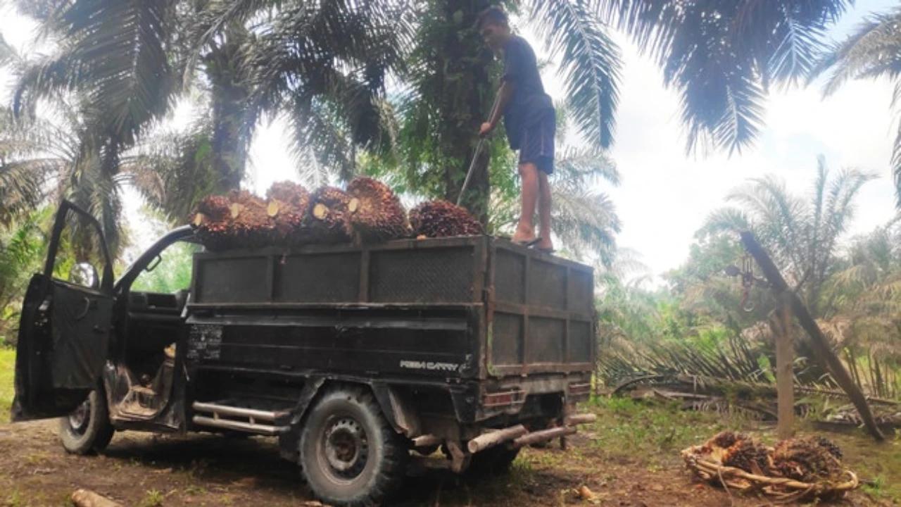 Menguak Tantangan Industri Kelapa Sawit Indonesia