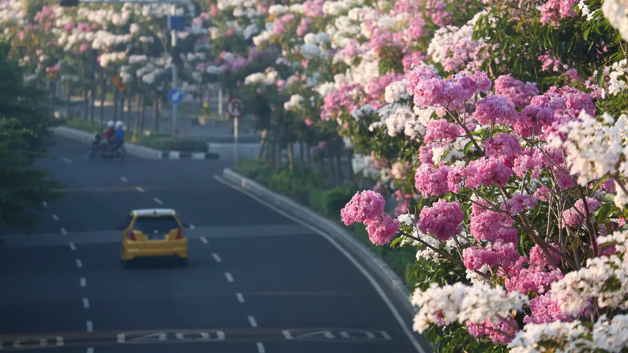 Pemandangan jalan Protokol Surabaya dengan warna warna tabebuya yang bermekaran. (Dian Kurniawan/Liputan6.com)