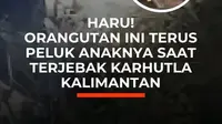 Di tengah hutan yang hangus dilalap api, seekor induk orangutan dan anaknya ditemukan terjebak di atas pohon di Sampit, Kalimantan Tengah.

Dikelilingi lahan terbakar dan kepulan asap, sang induk terus memeluk erat anaknya seolah memastikan buah hatinya tetap aman.

Tim OFI dan BKSDA Kalimantan T...