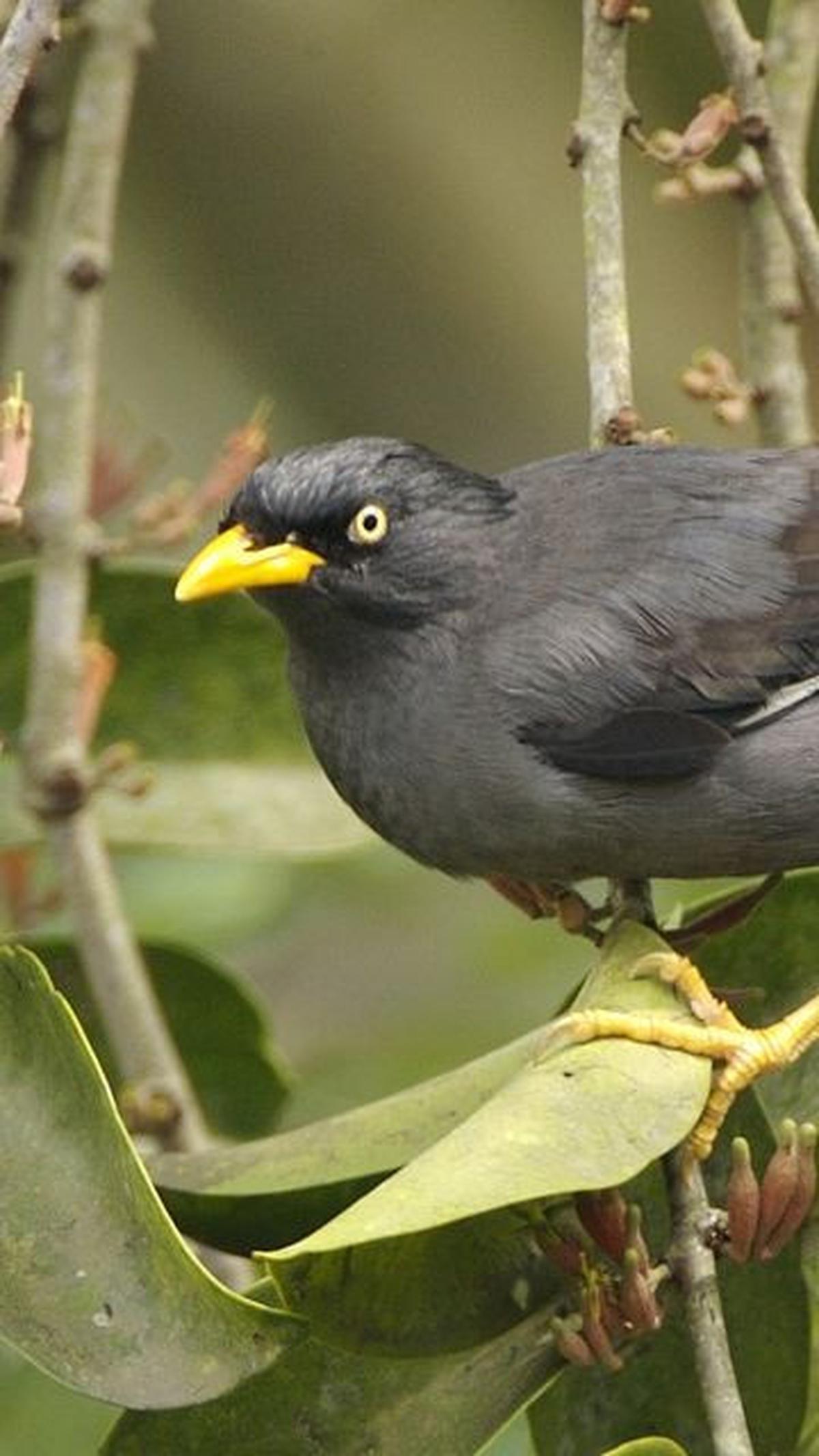 7. Keberadaan Jalak dan Tawon Berwarna Hitam