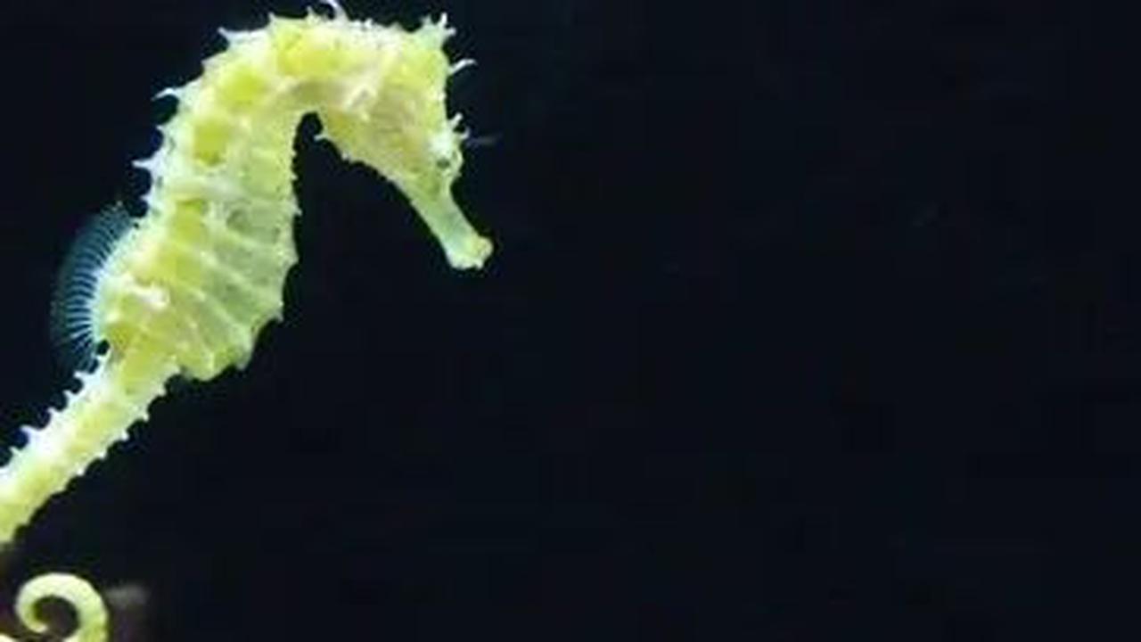 Kuda Laut Berkembang Biak dengan Cara Unik, Ini Penjelasan Lengkapnya