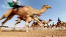 Para joki bersaing saat mengikuti balapan unta selama festival warisan Sheikh Sultan Bin Zayed al-Nahyan di Abu Dhabi, Uni Emirat Arab (10/2). (AFP/Karim Sahib)