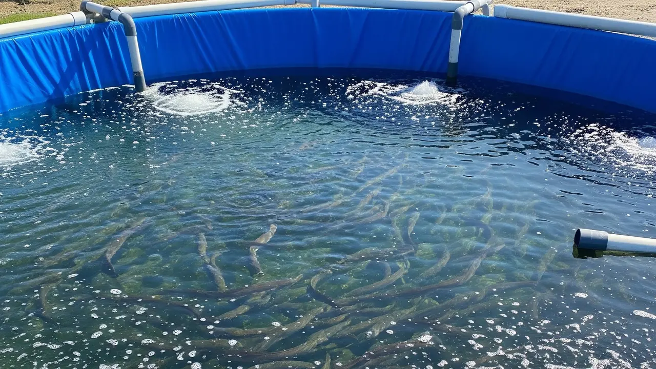 Budidaya Belut di Kolam Terpal Tanpa Lumpur (Image by Gemini AI)