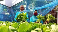 Warga Lorong Selamat Plaju Palembang, panen tanaman pokcay di halaman rumahnya (Liputan6.com / Nefri Inge)