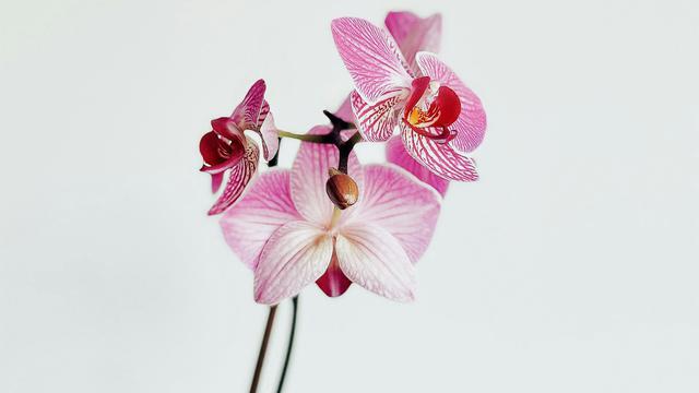 Orchid