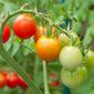 Tomat adalah salah satu tanaman yang mudah tumbuh dimana saja..