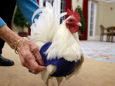 Seekor ayam jantan asal Malaysia, Prince Peep, mengenakan sweater di Fuller Village, rumah pensiun di Milton, Massachusetts, 8 Maret 2017. Sekelompok pensiunan membuatkan sweater rajutan untuk ayam agar mereka tidak kedinginan. (AP Photo/Steven Senne)