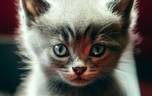 Idealnya, Kucing Harus Buang Air Besar Berapa Kali Sehari?