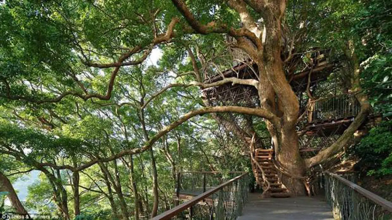 Rumah Pohon Nan Nyaman yang Wajib Anda Kunjungi