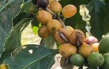 Banyuwangi Punya Kopi Langka Jenis Yellow Caturra dan Yellow Bourbon, Tumbuh Subur di Lereng Gunung Raung
