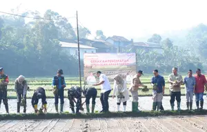 Petani Sukabumi 'Curi Start' Tanam Padi, Ini Alasannya