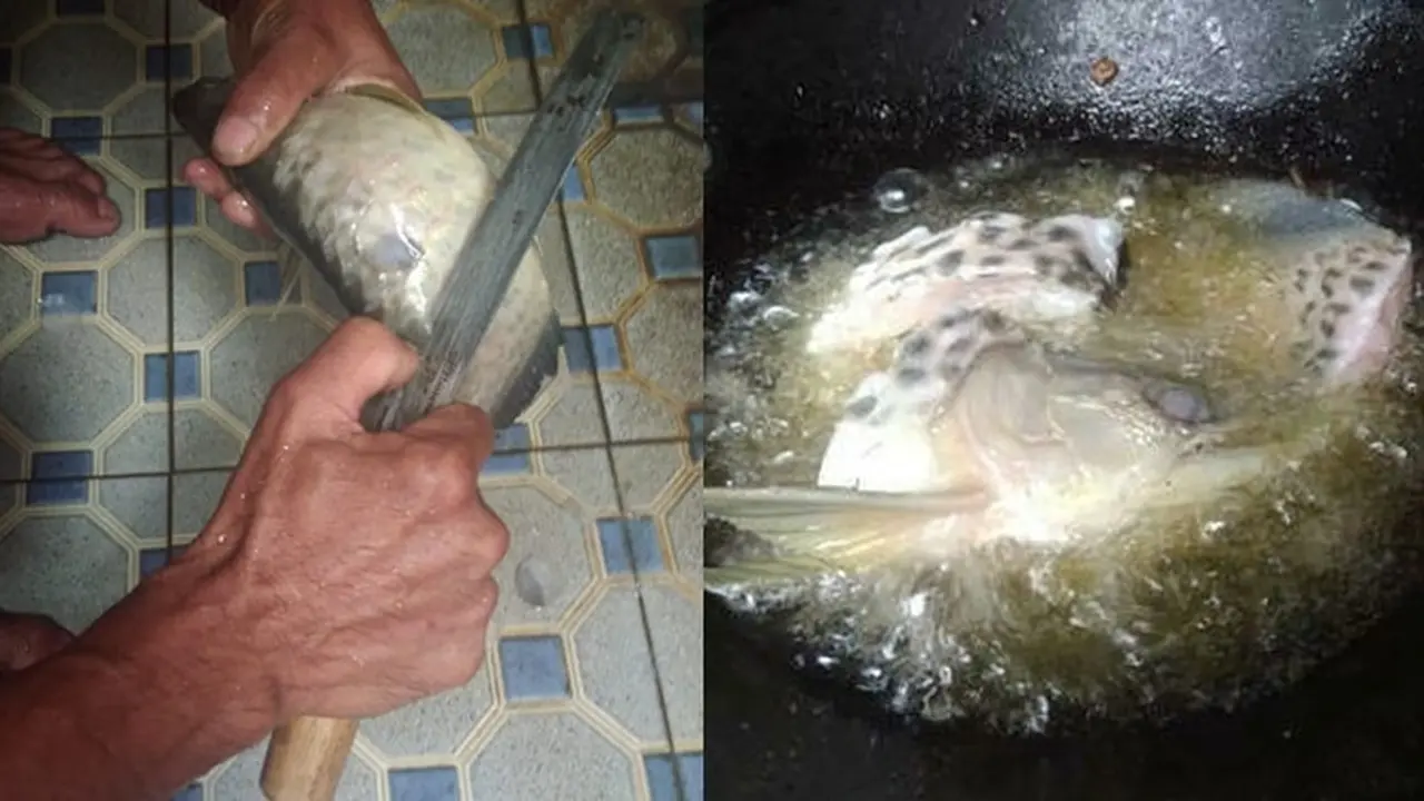 Sedih Sekaligus Bikin Ngakak, Ikan Arwana Peliharaan Pria Ini Digoreng Sang Ayah