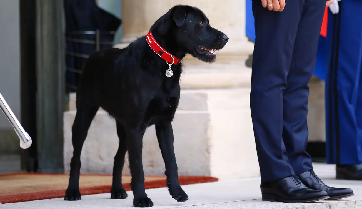 Nemo saat menemani Presiden Prancis Emmanuel Macron menyambut tamu di Istana Elyses, Paris, Prancis (28/8). Nemo merupakan salah satu anjing ras terpopuler di dunia yang dikenal Energik, pandai dan bersahabat. (AP Photo / Francois Mori)