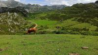 Picos de Europa, Spanyol. (dok. Bruno Alves/Unsplash)