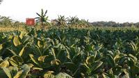 salah satu tanaman tembakau di Desa Gaddu barat, Kecamatan Ganding, kabupaten Sumenep.