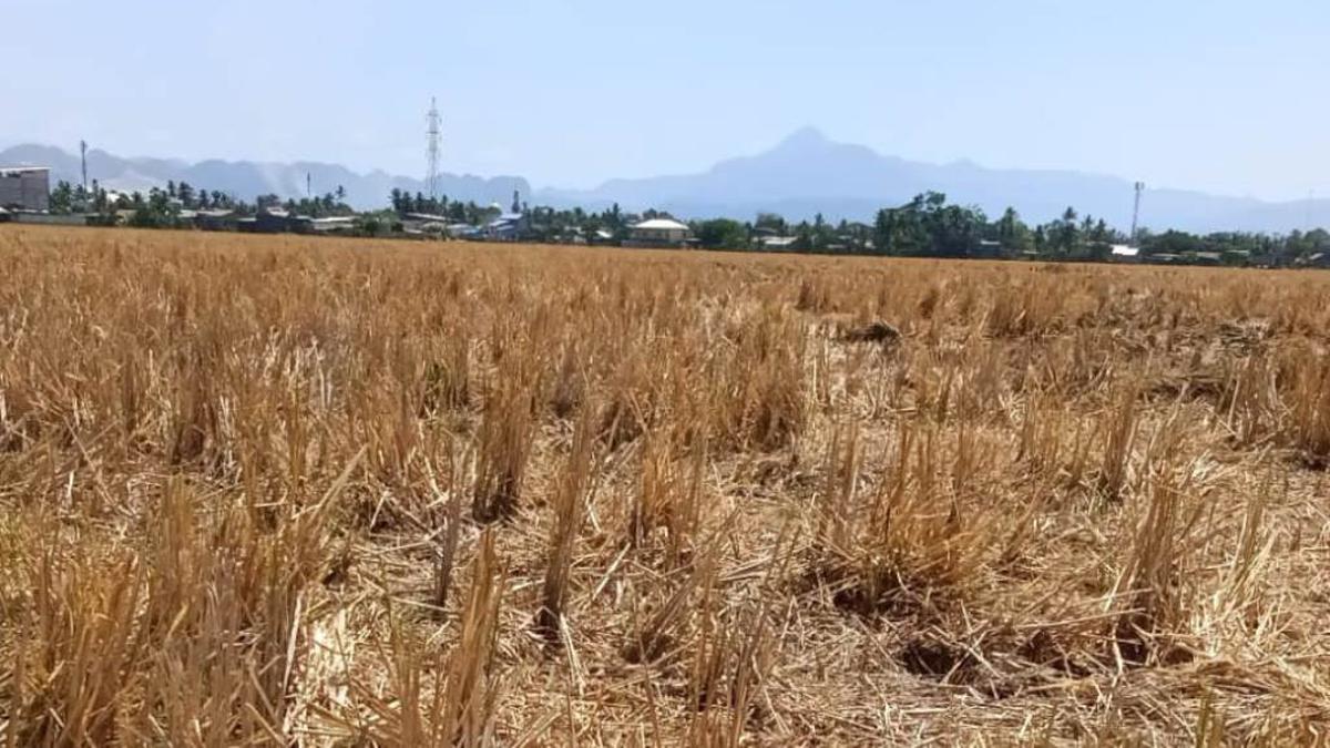 Darurat Kekeringan Ekstrem, Petani di Sulsel Terancam Gagal Panen