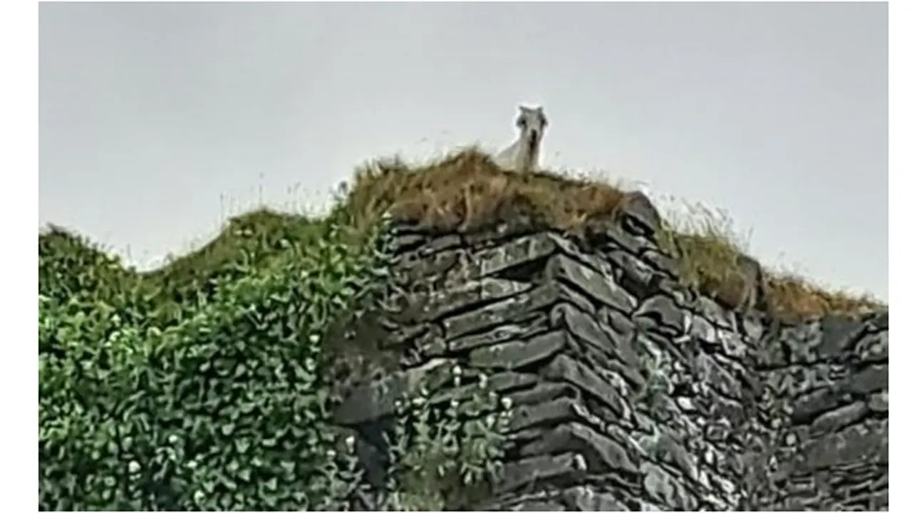 Kambing Terjebak di Menara Kastil Setinggi 30 Meter, Mengembik Tak Bisa Turun