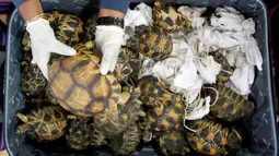 Aparat Bea Cukai Malaysia menggagalkan upaya penyelundupan kura-kura langka dari Madagaskar, di Sepang, Senin (15/5). Sebanyak 330 kura-kura Madagaskar bernilai sekitar Rp3,7 miliar itu disita di Bandara Internasional Kuala Lumpur. (AP Photo/Daniel Chan)