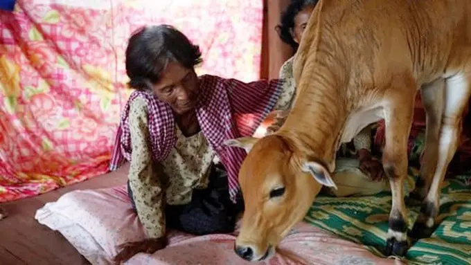 Wanita ini yakin anak sapi adalah reinkarnasi suaminya yang telah meninggal/copyright REUTERS/Samrang Pring