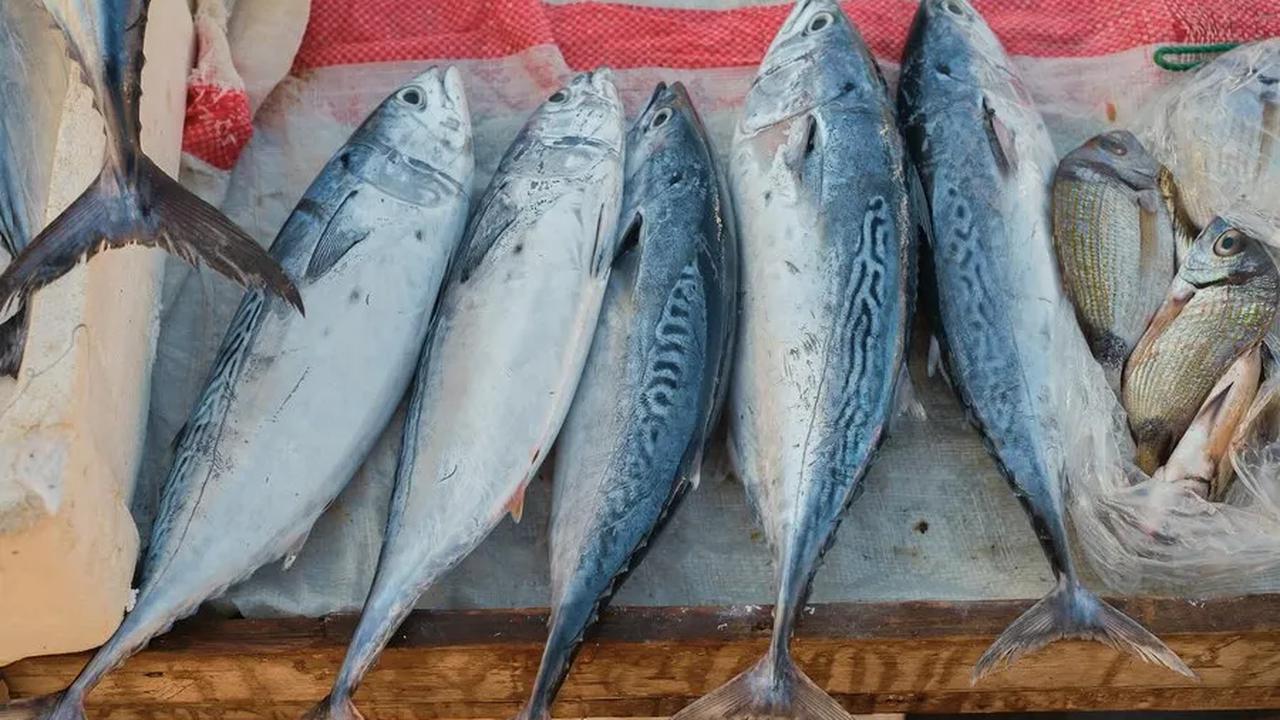 3. Ikan Cakalang