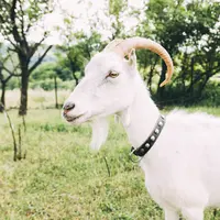 Terdapat mitos mengenai daging kambing yang berkembang di masyarakat. (Foto: Freepik)