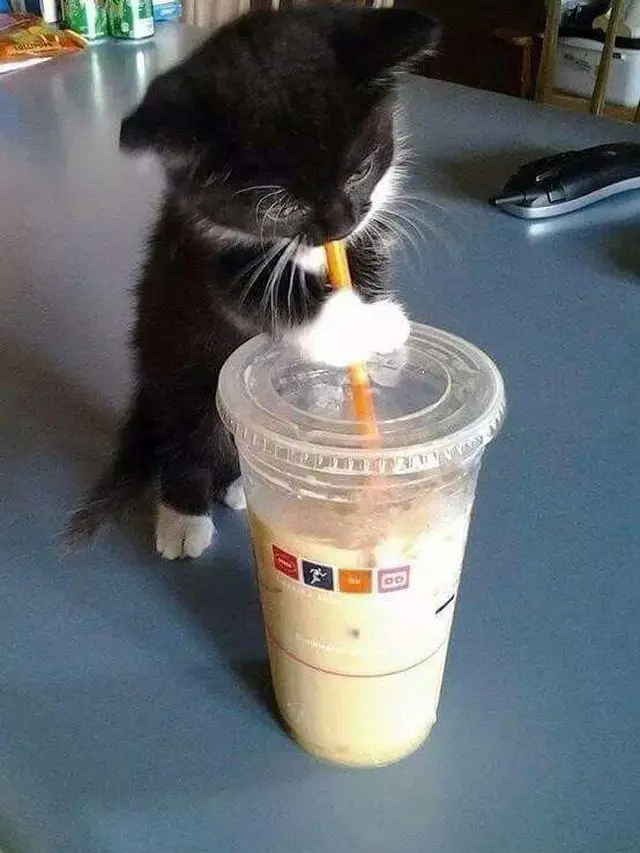 6 Tingkah Lucu Kucing saat Minum Pakai Sedotan Ini Bikin Gemas