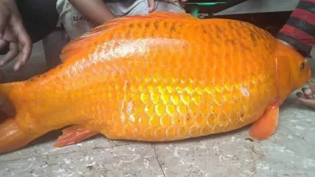 Ikan mas Danau Toba
