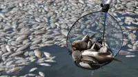 Pekerja memperlihatkan ikan mati di Danau Citra 6 Perumahan Citra Garden City, Kalideres, Jakarta, Sabtu (19/12). Ribuan ikan mati diduga akibat fenomena alam yaitu perubahan cuaca yang ektrim hingga merusak ekosistem danau. (Liputan6.com/Gempur M Surya)