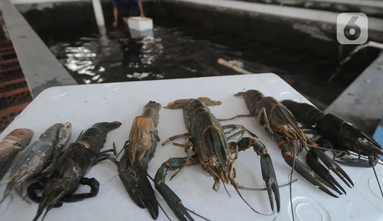 Lobster air tawa asal Australia terlihat di pembudidayaan BFC Mini Farm di Cipuatat, Banten, Rabu (6/10/2021). Untuk permintaan ekspor seperti ke China dan Jepang terhenti akibat ketiadaan stok lobster. (merdeka.com/Arie Basuki)