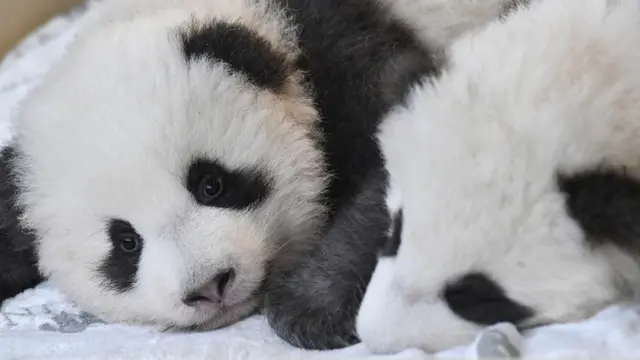 Anak Panda Kembar yang Lahir di Jerman Akhirnya Diberi Nama
