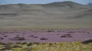 Bunga-bunga bermekaran di gurun Atacama, utara Santiago, Chile, Rabu (13/10/2021). Pada musim hujan yang sangat lebat, fenomena alam yang dikenal sebagai gurun yang berbunga terjadi, membuat benih dari 200 tanaman gurun tiba-tiba berkecambah sekitar dua bulan setelah hujan. (MARTIN BERNETTI/AFP)