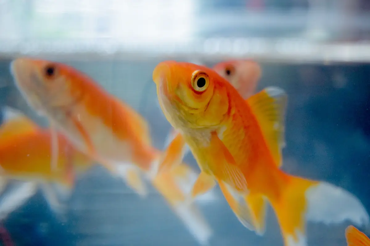 Mimpi Ikan Mas