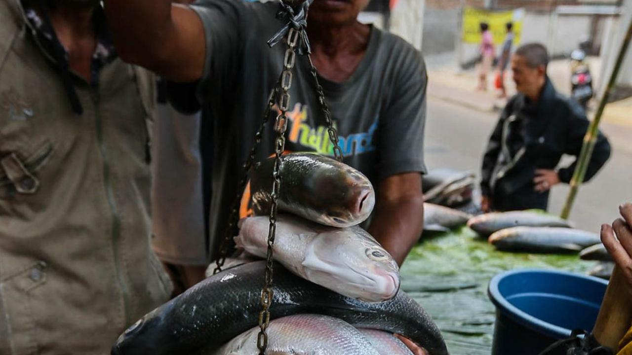 Mengutip laman infopublik.id, ikan bandeng dianggap sumber keberuntungan dan rezeki berdasarkan kepercayaan masyarakat Tionghoa.&nbsp;Liputan6.com/Angga Yuniar
