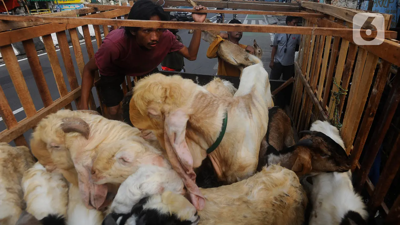 penjualan kambing kurban meningkat