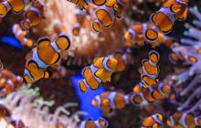 Tak Banyak Orang Tahu, Ikan Ternyata Salah Satu Hewan Paling Berisik di Dunia