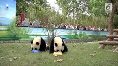 Sepasang panda kembar di Shanghai, China merayakan ulang tahun pertama mereka. Lahir dari seekor panda raksasa bernama You-You, mereka kini tumbuh pesat di Shanghai Wild Animal Park