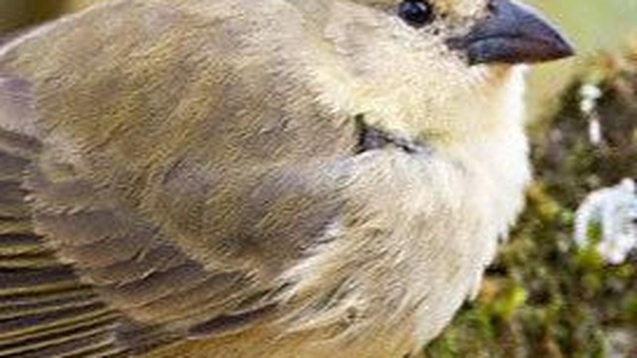 2. Perilaku Unik Burung Kutilang Pelatuk dalam Mengambil Makanan<br>