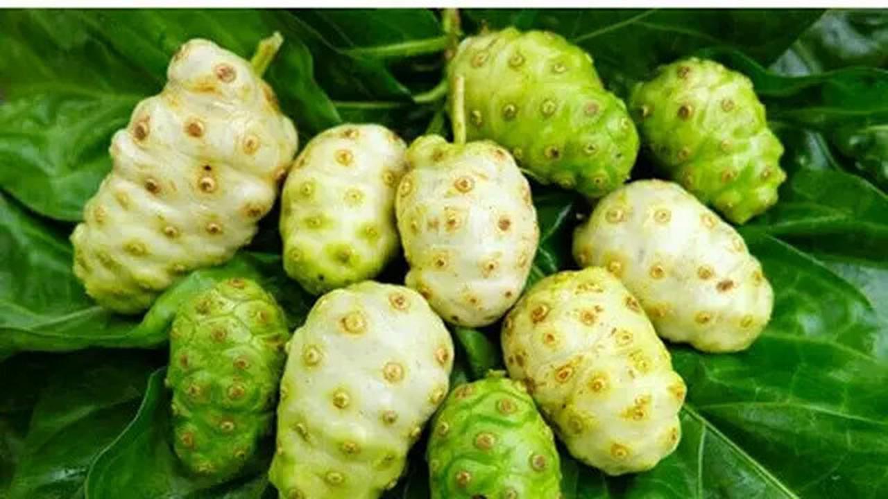 Cara Tepat Mengolah Buah Mengkudu dan Ketahui Berbagai Manfaat Kesehatannya