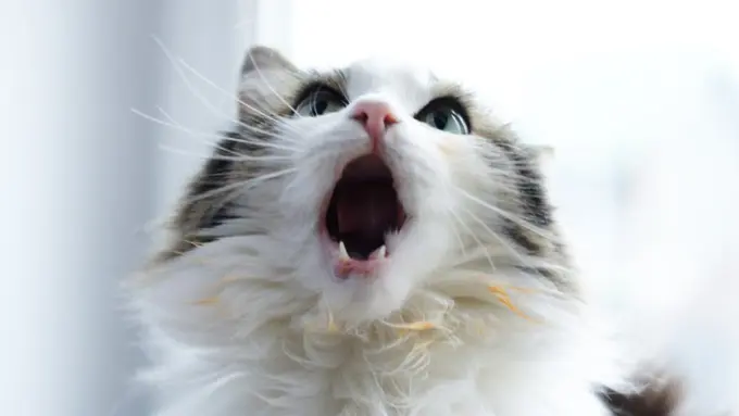 Gemas, Kucing Ini Bisa 'Bernyanyi'