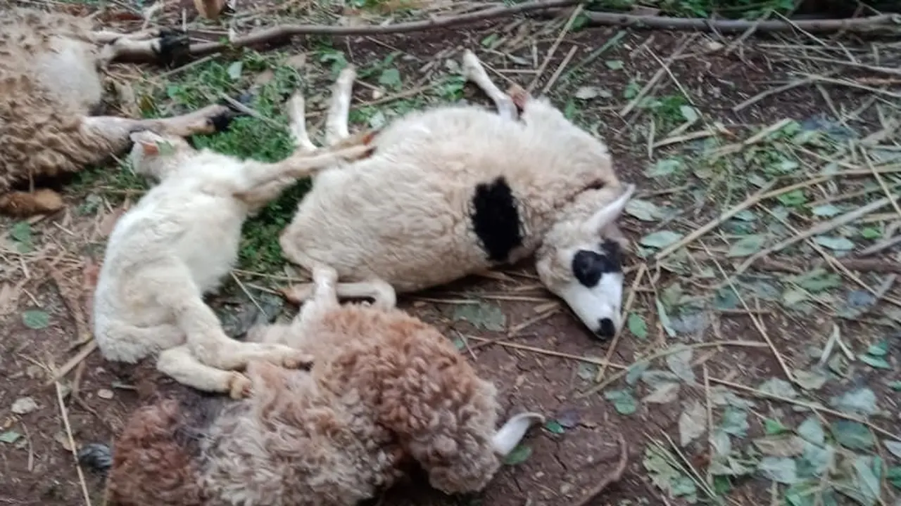 Kambing Mati Misterius