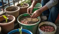 Cara Menanam Kacang Tanah Menggunakan Wadah Bekas untuk Panen di Rumah