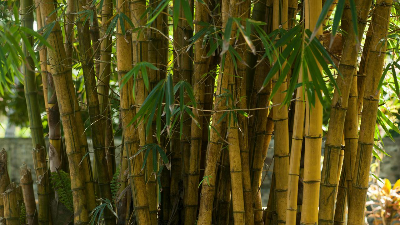 Ilustrasi bambu kuning