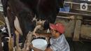 Pekerja memerah susu sapi di salah satu peternakan sapi perah kawasan Duren Tiga, Jakarta, Rabu (25/5/2022). Menurut pekerja, isu wabah Penyakit Kuku dan Mulut (PMK) akhir-akhir ini tidak berpengaruh terhadap penjualan susu sapi. (Liputan6.com/Herman Zakharia)