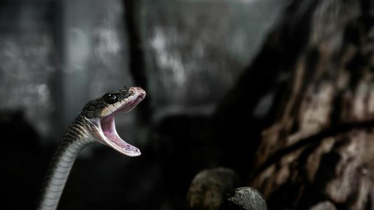 Mengenal Ular Black Mamba, Racunnya Bisa Membunuh Manusia dalam Hitungan Menit